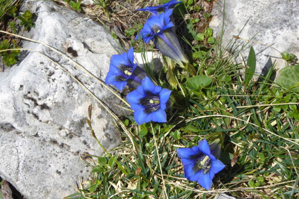 Campanules