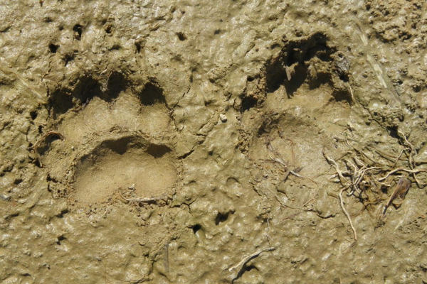 Séjour Reconnexion 6 Indices de vie faune sauvage2
