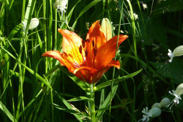 Séjour Reconnexion 4 Le nez dans les plantes
