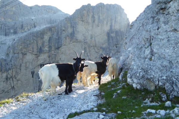 chevres