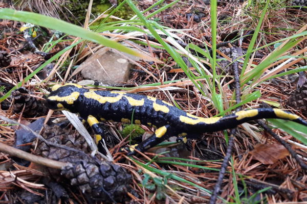 salamandre